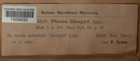 Phoma diospyri image